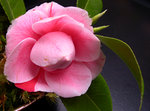 vignette Camellia 'Bonomiana', japonica