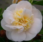 vignette Camellia 'Botanyuki', rusticana