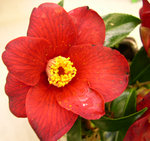 vignette Camellia 'Broceliande' japonica