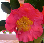vignette Camellia 'Buddha', reticulata
