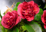 vignette Camellia 'Burgundy Gem', japonica