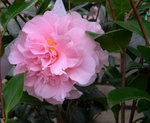 vignette Camellia 'Charmine', japonica