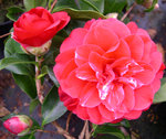 vignette Camellia 'Cherries Jubilee', japonica