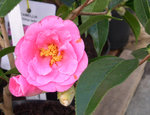 vignette Camellia 'China Lady', reticulata