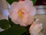 vignette Camellia 'Christmas Doffodil, hybride