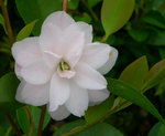 vignette Camellia 'Cinnamon Cindy', hybride