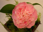 vignette Camellia 'Clotilde', japonica