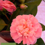 vignette Camellia 'Confetti Blush', japonica