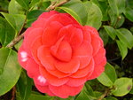 vignette Camellia 'Coquetti', japonica