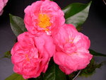 vignette Camellia 'Coral Pink Lotus', japonica