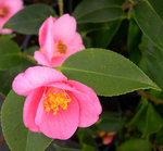 vignette Camellia 'Cornish Spring', hybride