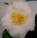 vignette Camellia 'Coronation', japonica