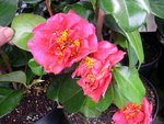 vignette Camellia 'Crimson Glory', japonica