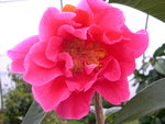 vignette Camellia 'Curtain Call', reticulata