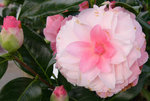 vignette Camellia 'Buttons'n Bows', x williamsii