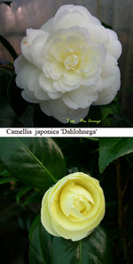vignette Camellia 'Dahlohnega', japonica