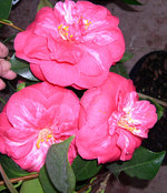 vignette Camellia 'C. M. Hovey', japonica