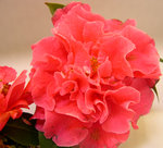 vignette Camellia 'Debut', reticulata