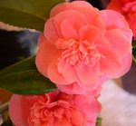 vignette Camellia 'Debutante', japonica