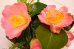 vignette Camellia 'Demi Tasse', japonica