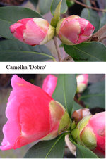 vignette Camellia 'Dobro', reticulata