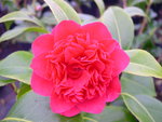 vignette Camellia 'Dolly Dyer', japonica