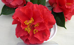 vignette Camellia 'Dr Clifford Park', reticulata