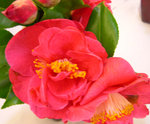 vignette Camellia 'Dr King', japonica