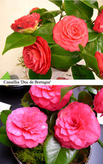vignette Camellia 'Duc de Bretagne', japonica