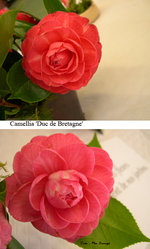 vignette Camellia 'Duc de Bretagne' japonica