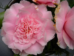 vignette Camellia 'Elegans Splendor', japonica