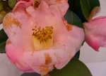 vignette Camellia 'Elizabeth de Rothschild', x williamsii