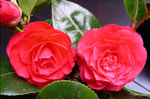 vignette Camellia 'Empire Rose', x williamsii