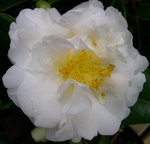 vignette Camellia 'E.T.R. Carlyon', japonica