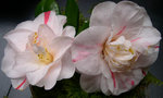 vignette Camellia 'Ezo-nishiki', japonica