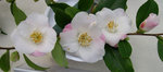 vignette Camellia 'Quintessence', hybride