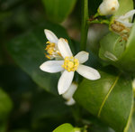 vignette fleur de mandarinier