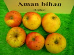 vignette pomme 'Aman Bihan',  cidre
