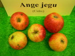vignette pomme 'Ange Jegu',  cidre