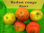 vignette pomme 'Bedan Rouge doux',  cidre