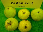 vignette pomme 'Bedan vert', à cidre