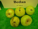 vignette pomme 'Bedan', à cidre