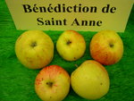 vignette pomme 'Bénédiction de Saint Anne', à cidre