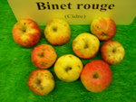 vignette pomme 'Binet Rouge', à cidre