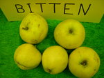 vignette pomme 'Bitten', à cidre