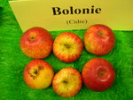 vignette pomme 'Bolonie',  cidre