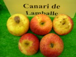 vignette pomme 'Canari de Lamballe',  cidre