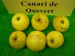 vignette pomme 'Canari de Quevert',  cidre