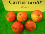 vignette pomme 'Carrier Tardif',  cidre
