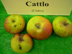 vignette pomme 'Cattlo',  cidre